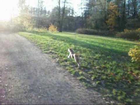 Zypernhund Naldo flitzt durch den Herbst