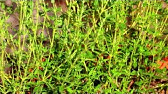 Great Herbs! How to Seed Start Chives & Thyme Indoors: Over Seeding