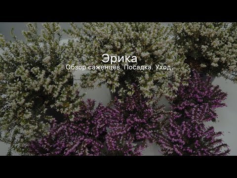 Эрика. Вереск. Посадка. Уход.