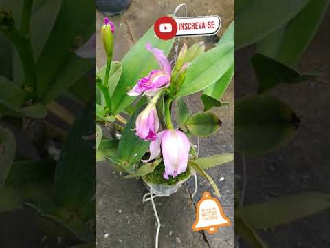 Floração de Orquideas