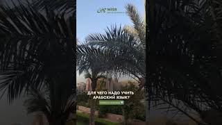 Для чего нужно изучать арабский язык мусульманам | Байна ядейк онлайн
