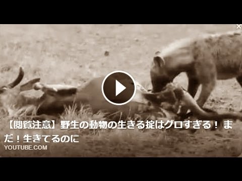 閲覧注意 動物の捕食シーン Youtube 閲覧注意 動物の捕食シーン Youtube