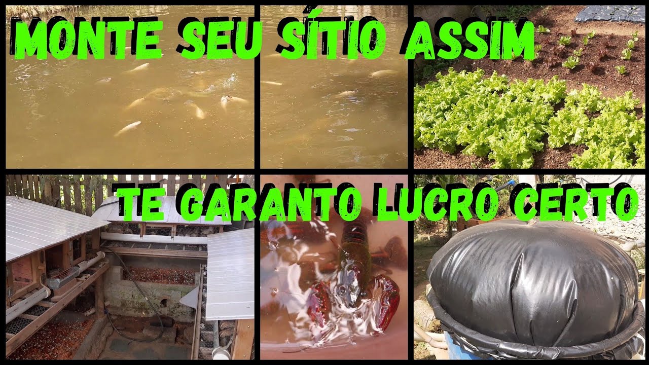 Monte Sítio Pequeno Neste Sistema-Retorno Rápido Garantido #sustentabilidade @TILAPIA Minha Vida !