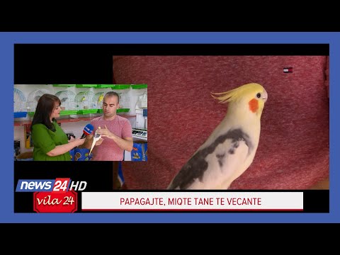 Video: Pse Papagajtë Moltisin