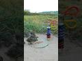 Best Bird Trap Technique - Quail Trap #Creative bird trap #shorts