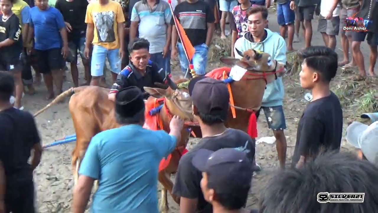 Keseruan Karapan Sapi Desa Di Batu Putih Sumenep. 