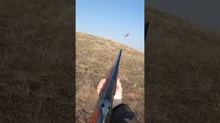 Brenda hunting chukar with her guy and pointer! #chukarhunting #hunting #hunters #birddog #shorts