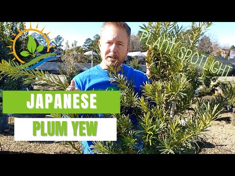 Video: Co je japonský Plum Yew: Přečtěte si o péči o japonský Plum Yew