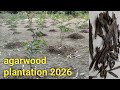 Agarwood plantation 2026