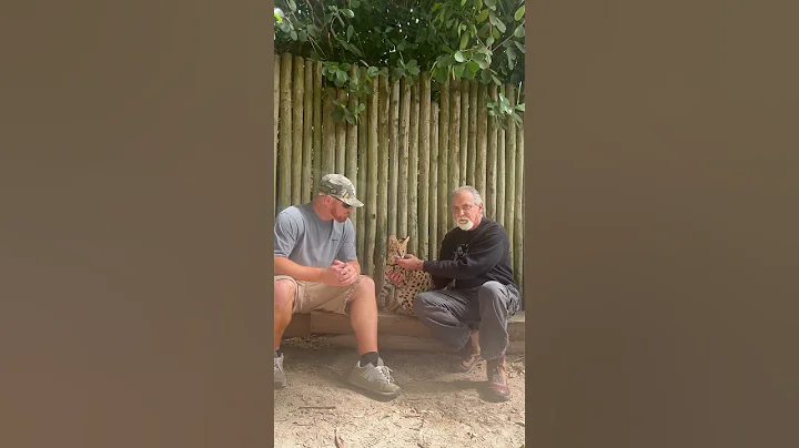 Watch the video about I just love serval cats! #cat #servalcats #servals #animallover #pet #foryou #fyp #amazing #wow