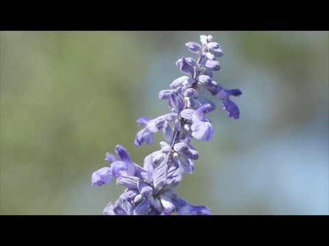 Video: Farinacea Sage Care: aprenda a cultivar plantas de salvia Mealycup