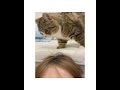 momoyo's cat... i can't...