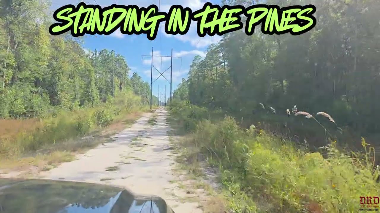 STANDING IN THE PINES