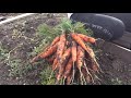 Урожай моркови и свеклы в феврале. Переезд в Краснодарский край.