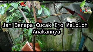 Jam Berapa Cucak Ijo Meloloh Anaknya