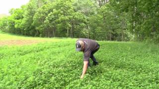 Alfalfa vs Clover Food Plot | Whitetail Deer Nutrition | Grandpa Ray Outdoors