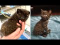 A tiny kitten was surrendered because he needs particular care