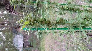 Pre-Harvest de-leafing Week 9 Gorilla Glue Outdoor Medical Cannabis Flowers (Must Be 21+ To Watch!)