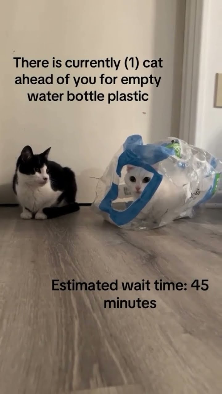 Kittyo like do you see what I’m doing I’m waiting patiently