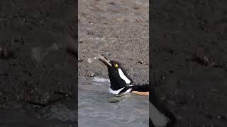 Hooded merganser devouring a big flounder fish🐟 !!! #wildlifeshorts #birds #shorts #fishing