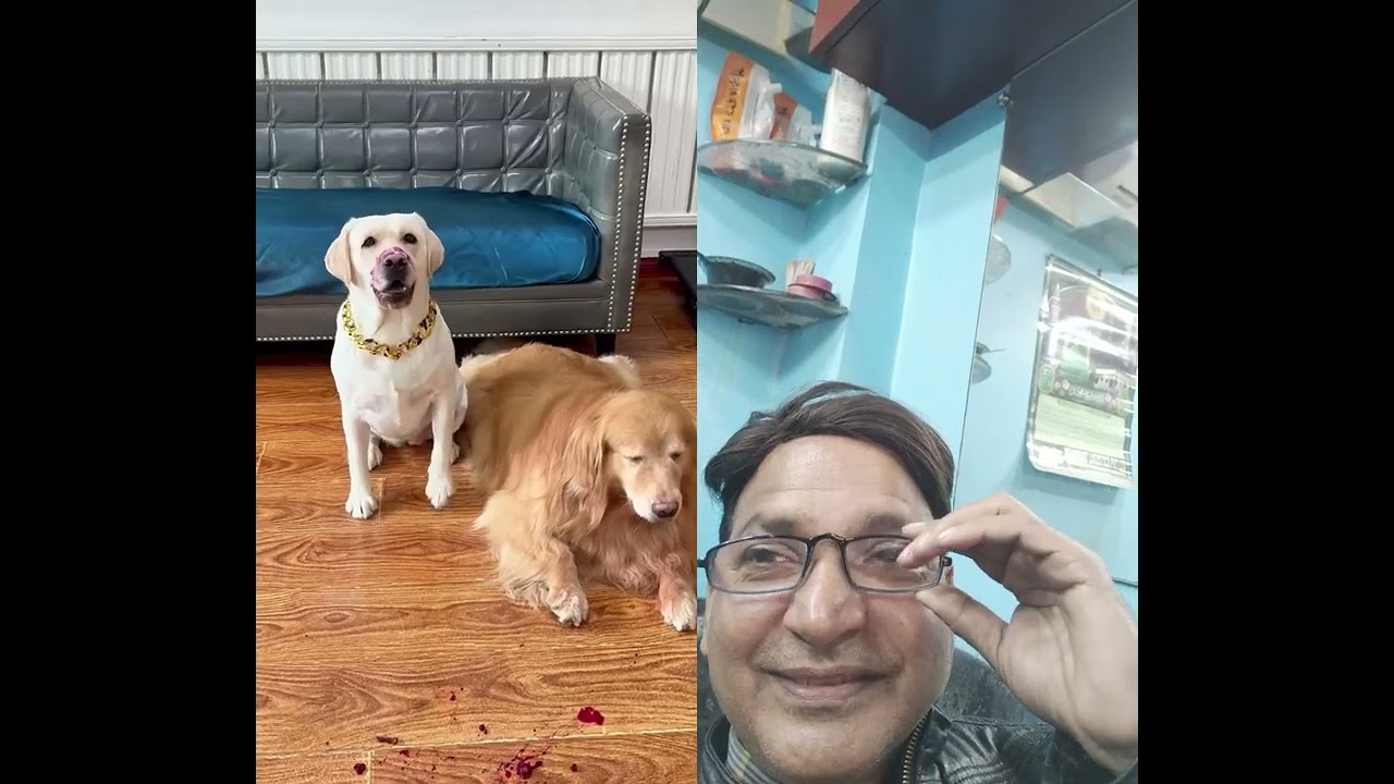 #entertainment #labrador #reaction #funny