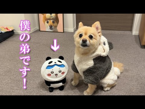 自分の子供のように優しく子守りする愛犬が可愛過ぎました…笑