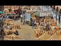 Unjha the biggest spice and cumin seed market in asia  unjhamarketingyard unjhamarketyardnabhav