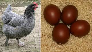 Renkli yumurta yapan tavuk ırklar - colored egg who chicken races