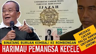 Download Lagu 🔴LIVE‼️BINATANG BURUAN KEMBALI KE ROMBONGAN, SAID DIDU: HARIMAU PEMANGSA KECELE MP3
