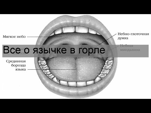 Все о язычке в горле