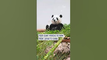 Four giant pandas return from Japan to China
