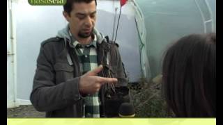 Sadnice Aronije - Pk Agro-Jug Niš.wmv