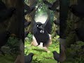 a horror crow in jungle #1minutestory #terrifyingtales #scarykahani
