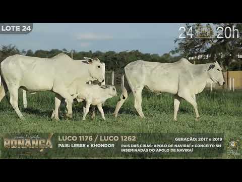 LOTE 24   LUCO 1176,1262