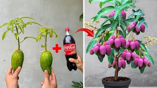 SPECIAL TECHNIQUE for propagating MANGO SEEDS with coca~cola, super fast growth