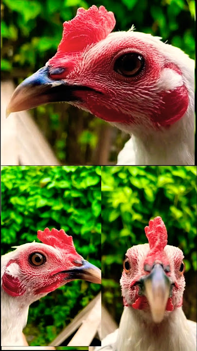 kanawayon hennie #rooster