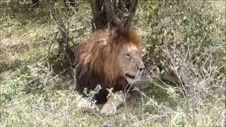The Notches famous coalition of big male lions - Masai Mara