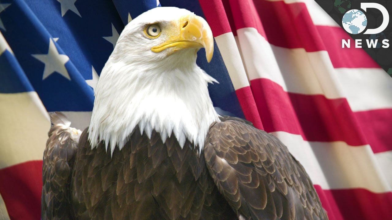 all about bald eagles