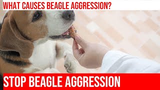 Training Solutions for Beagle Aggression Towards Other Animals