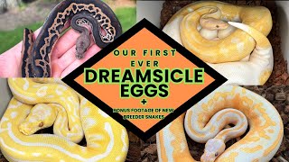 Our FIRST EVER Dreamsicle Clutch! You Won’t Believe This Pairing+BONUS Footage Of New Breeder Snakes
