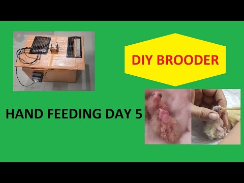 DIY Bird Brooder || Handfeeding cockatiel baby - Day 5 | Hand feeding series