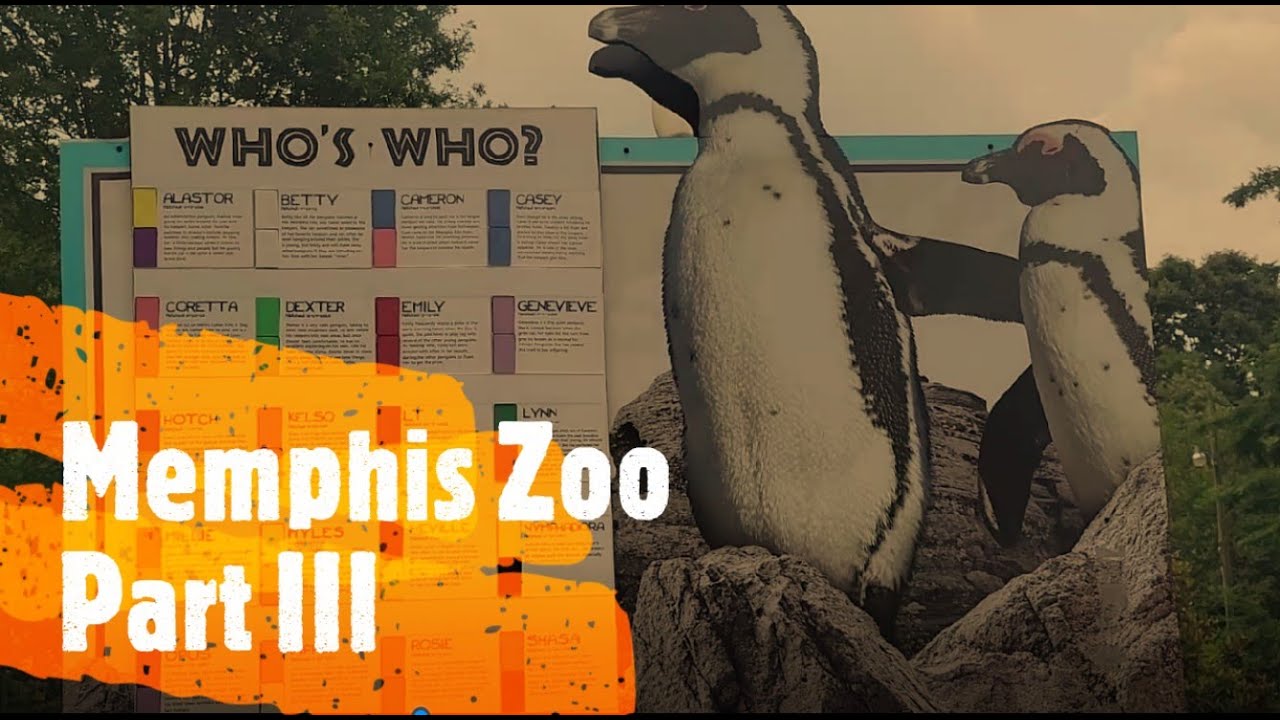 👉Part III The Memphis Zoo👉👉the Birds & Atrium 🐧🕊️🐦🦅 YouTube