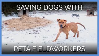Saving Dogs with PETA Fieldworkers