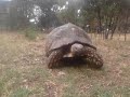 Tortile (animal best sex video 2018 02 28 upload by Bahar Abdi Dawid