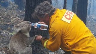 Hero Police And Firefighters Saving Animals That Needed Help