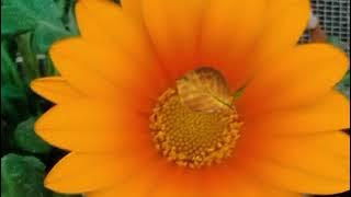 Relaxing music peaceful sounds#calmingmusic 