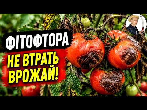 Фітофтора знищює до 70% урожаю: як вчасно розпізнати хворобу і запобігти