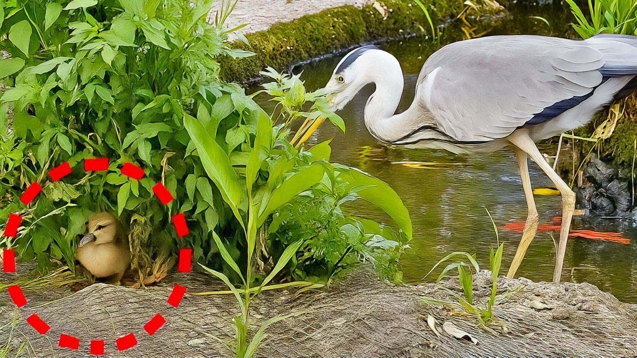 [Чрезвычайная ситуация] хищник приближается к утятам [цапля]