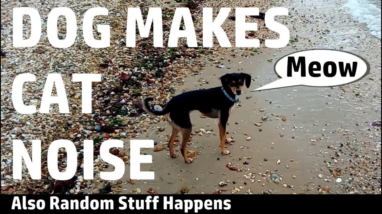 Random Stuff - Squirrel Dray, Mini Adze, Beachcombing, Dog Makes Cat Noise