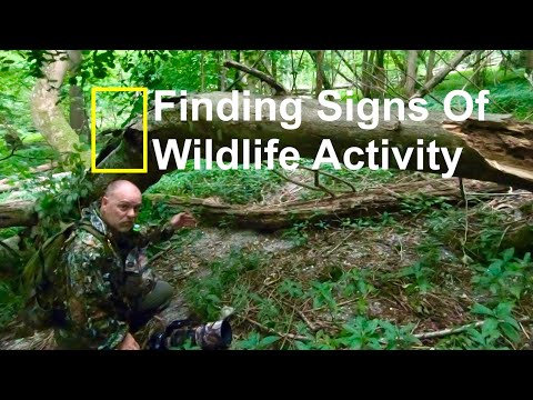 Wildlife/Nature Photography | Finding Signs of Wildlife & Scouting Out An Area